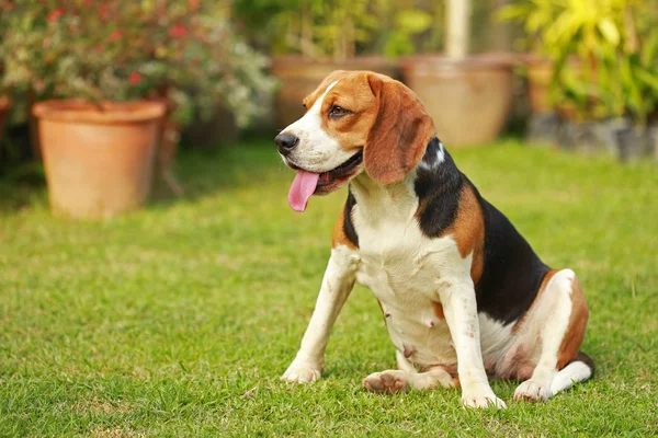 Reinrassige Beagle-Hündin legt sich auf Rasen — Stockfoto