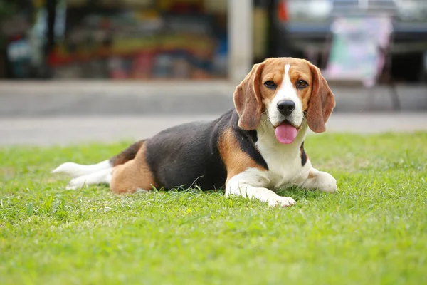 Purebred female Beagle dog lying down on lawn — Stock Photo, Image