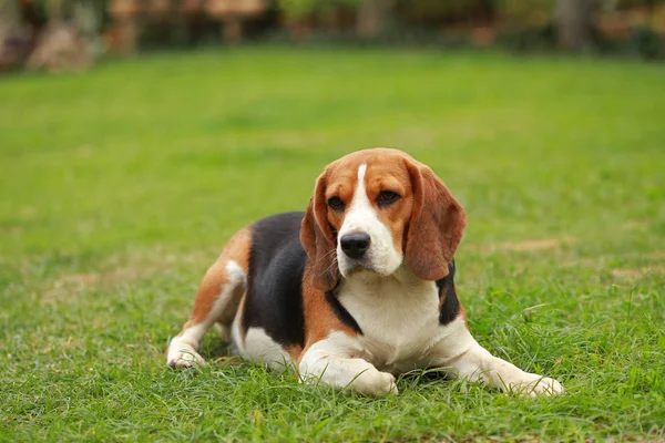 Puhdasrotuinen naaras Beagle-koira makaa nurmikolla — kuvapankkivalokuva