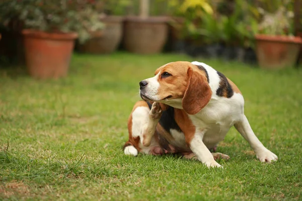 Chien de race femelle Beagle couché sur la pelouse — Photo