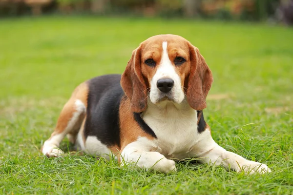 Safkan dişi Beagle köpek çim üzerinde yalan