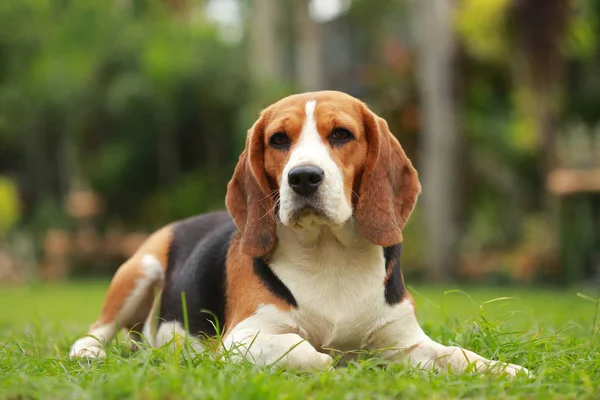 Safkan dişi Beagle köpek çim üzerinde yalan