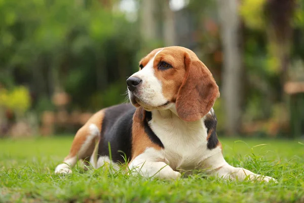 Safkan dişi Beagle köpek çim üzerinde yalan