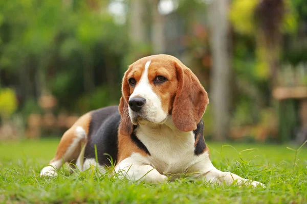 Perro Beagle hembra pura acostado en el césped — Foto de Stock