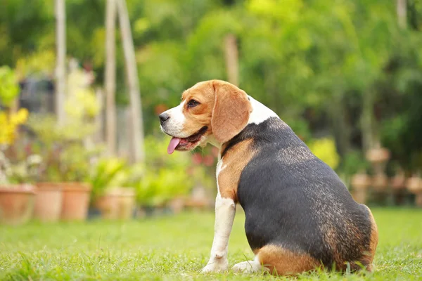 Purebred female Beagle dog lying down on lawn — Stock Photo, Image