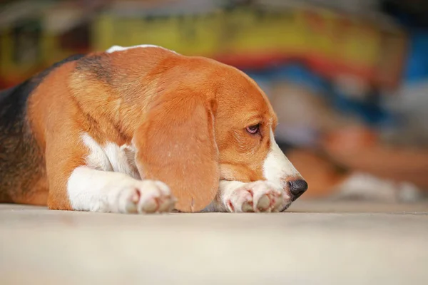 Male Beagle dog lying down on floor — Stock Photo, Image