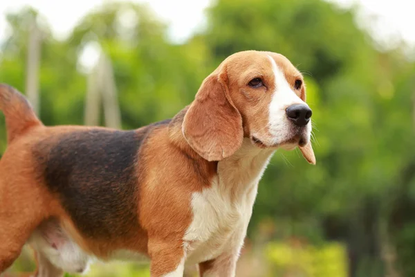 Manliga beaglehund liggande på golvet — Stockfoto