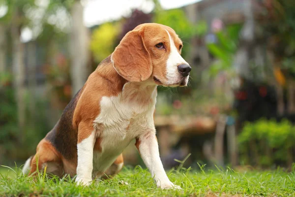 Manliga beaglehund liggande på golvet — Stockfoto