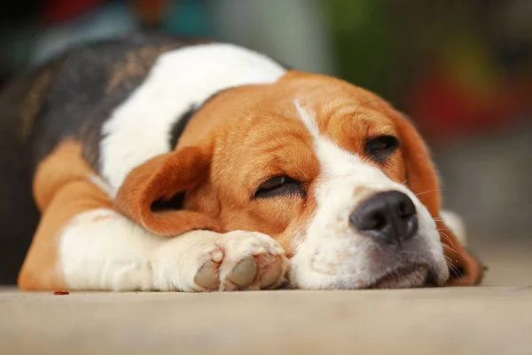 Beagle dog Dormir y descansar un poco — Foto de Stock