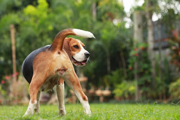 Beagle cão olhando alerta no ciclo estro — Fotografia de Stock