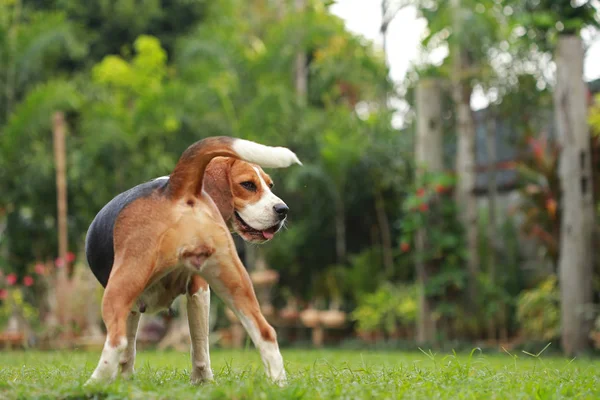 Beagle köpek uyarı estrus döngüsü üzerinde seyir