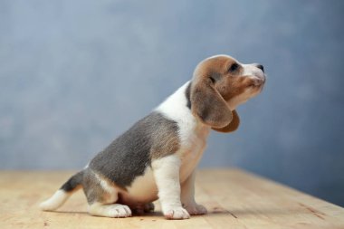 şirin beagle yavru eylem
