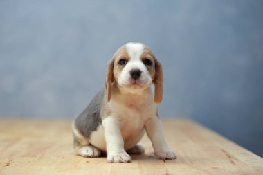 şirin beagle yavru eylem