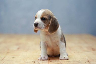 şirin beagle yavru eylem