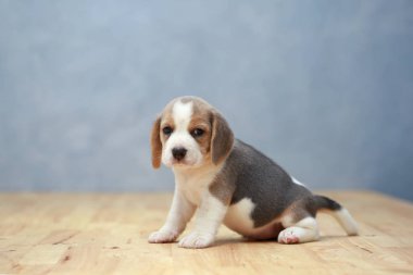 şirin beagle yavru eylem