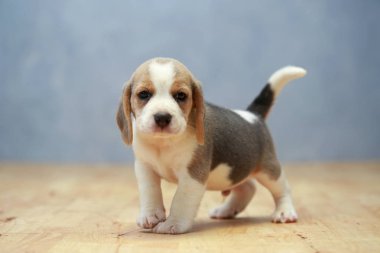 şirin beagle yavru eylem