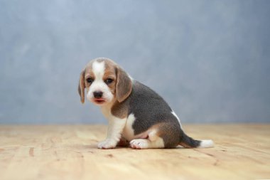 şirin beagle yavru eylem