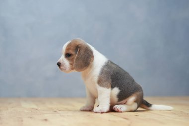 şirin beagle yavru eylem