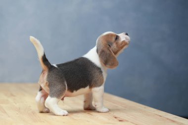şirin beagle yavru eylem