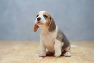 şirin beagle yavru eylem