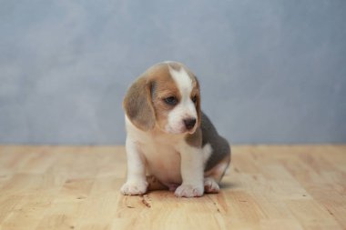 şirin beagle yavru eylem
