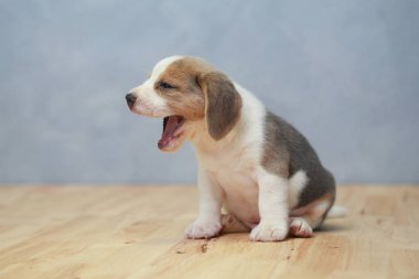 şirin beagle yavru eylem