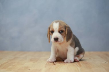 şirin beagle yavru eylem