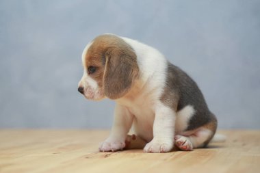 şirin beagle yavru eylem