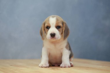 şirin beagle yavru eylem