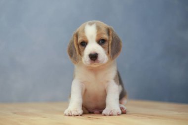 şirin beagle yavru eylem
