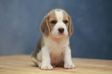şirin beagle yavru eylem