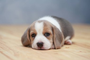 şirin beagle yavru eylem