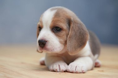 şirin beagle yavru eylem