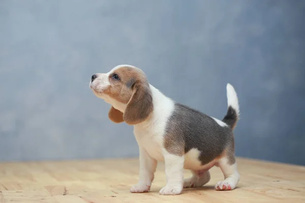 Lindo perrito beagle en acción —  Fotos de Stock