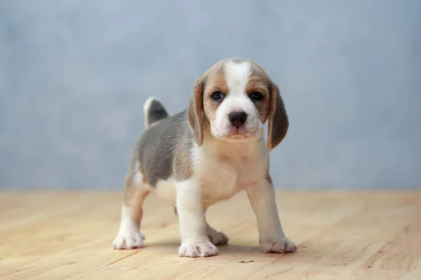 Lindo perrito beagle en acción — Foto de Stock