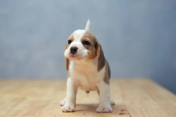 Lindo perrito beagle en acción — Foto de Stock