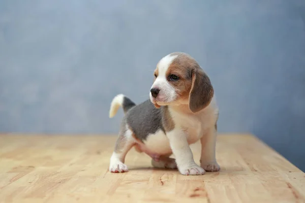 Bonito beagle filhote de cachorro em ação — Fotografia de Stock