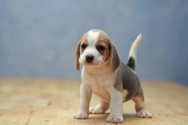 Niedlicher Beagle-Welpe in Aktion — Stockfoto