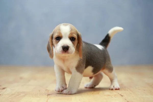 Lindo perrito beagle en acción —  Fotos de Stock