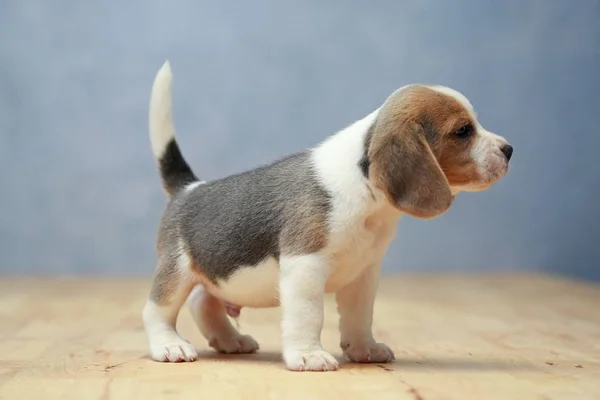 Lindo perrito beagle en acción —  Fotos de Stock