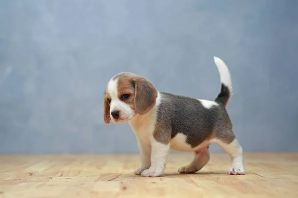 Lindo perrito beagle en acción —  Fotos de Stock