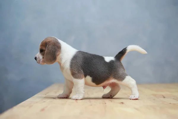 Lindo perrito beagle en acción — Foto de Stock