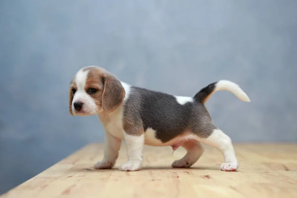 Lindo perrito beagle en acción — Foto de Stock