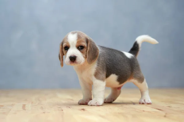 Niedlicher Beagle-Welpe in Aktion — Stockfoto