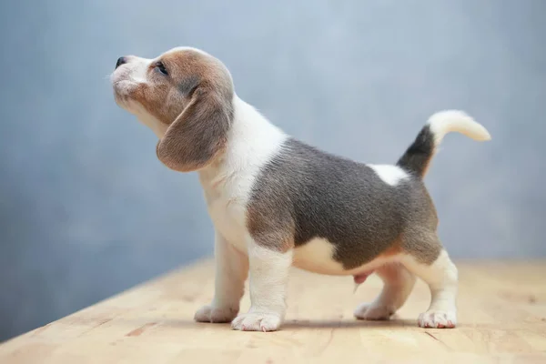 Lindo perrito beagle en acción —  Fotos de Stock