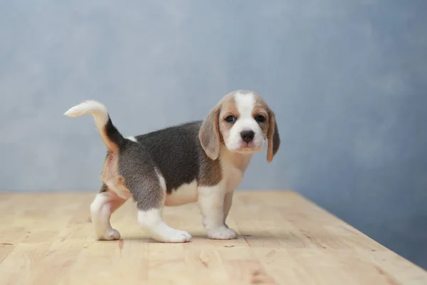 Lindo perrito beagle en acción —  Fotos de Stock