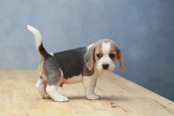 Lindo perrito beagle en acción — Foto de Stock