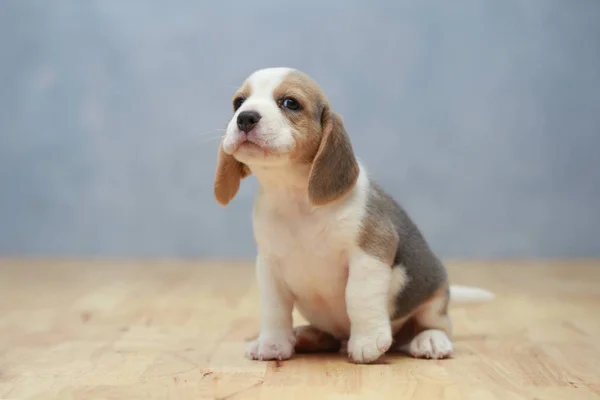 Cute beagle puppy  in action — Stock Photo, Image