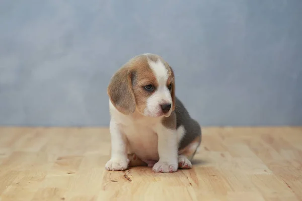 Lindo perrito beagle en acción —  Fotos de Stock