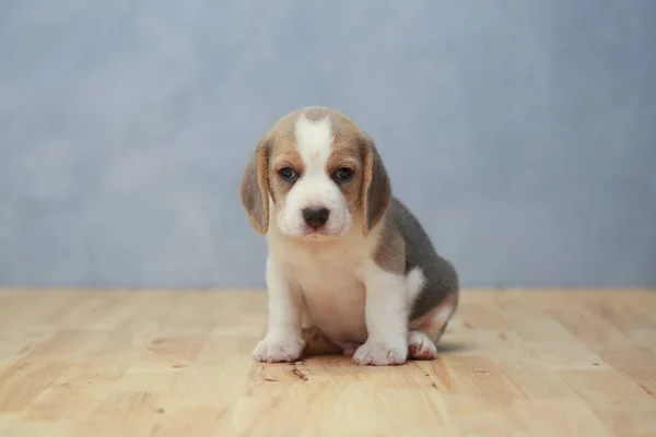 Niedlicher Beagle-Welpe in Aktion — Stockfoto